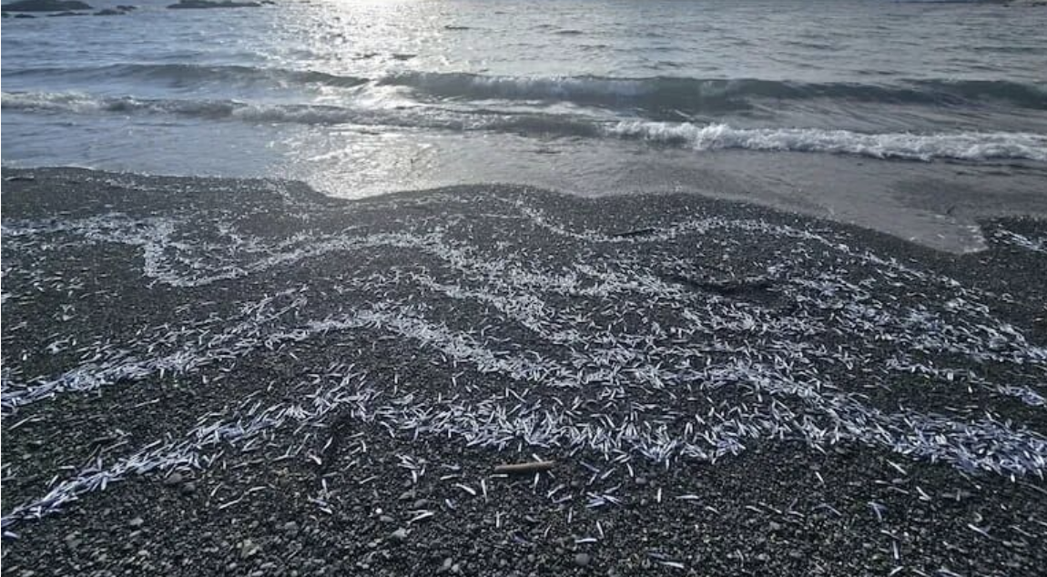 密恐警告!新西兰海滩突现数万条深海神秘生物,全在沙滩上发光……